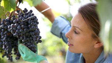 FIL TERRE ET CULTURE